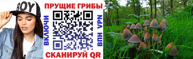 Галлюциногенные грибы Cubensis  Купить  Среднеколымск 